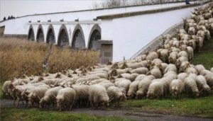 allatok-behajtasa-hortobagy-marton-nap