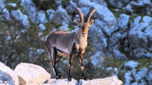 228607_p_image_hori_553_594